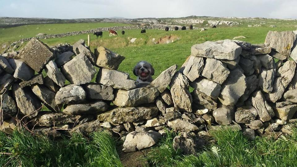 Lanelodge Doolin Village Eksteriør billede